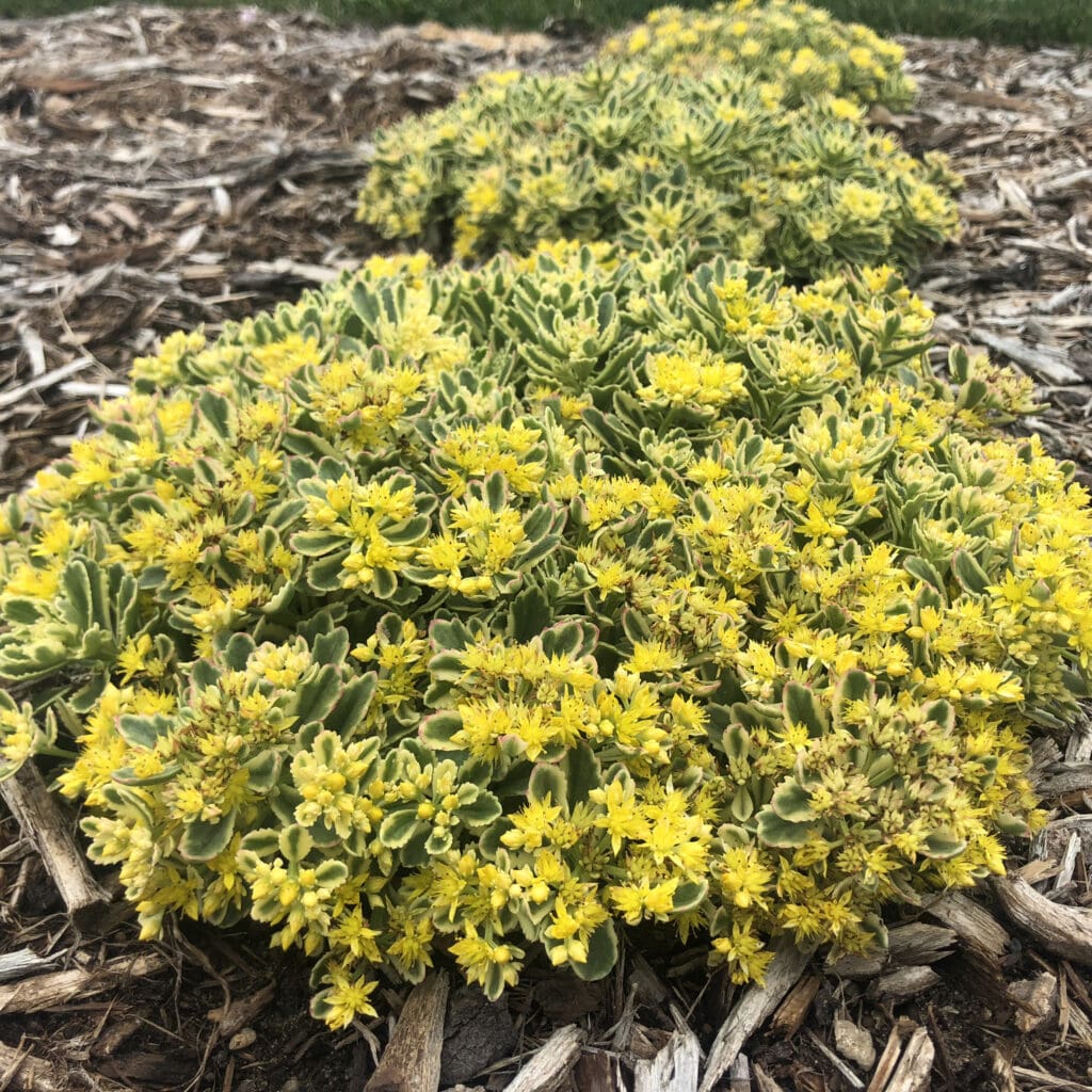 Variegated foliage of Boogie Woogie Sedum plant for sale in Lebanon PA
