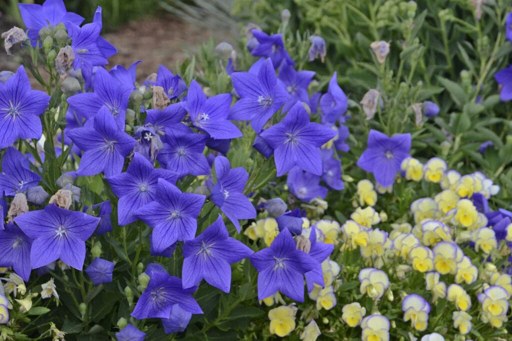 Blue flowers of Sentimental Blue Balloon Flower plant for sale in Lebanon PA