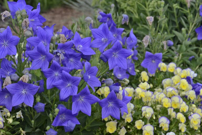 Sentimental Blue Balloon Flower