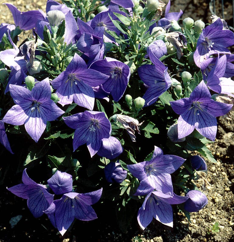 Sentimental Blue Balloon Flower