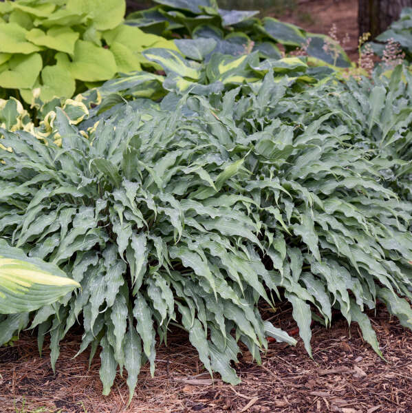 Blue foliage of Silly String Hosta plant for sale in Lebanon PA