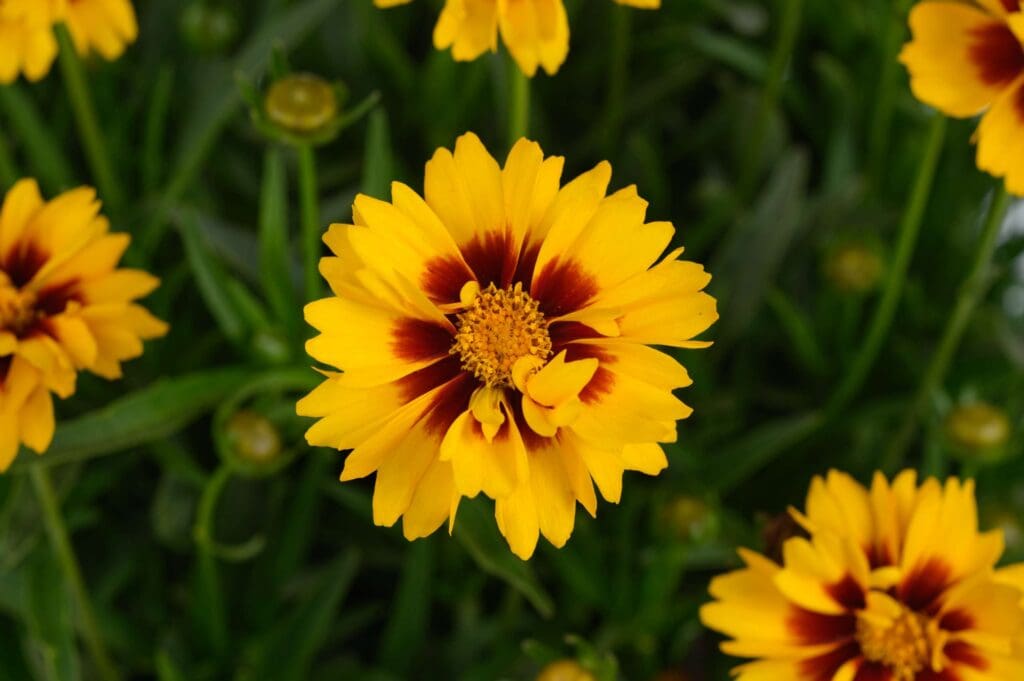 Golden flowers of Solanna Sunset Bright Coreopsis plant for sale in Lebanon PA