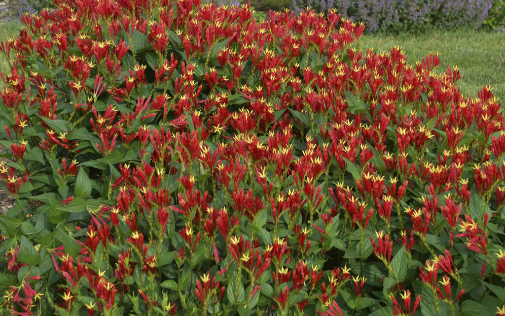 Red flowers of Spigelia Little Redhead plant for sale in Lebanon PA