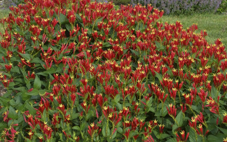 Spigelia Little Redhead