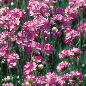 Armeria Splendens Sea Thrift