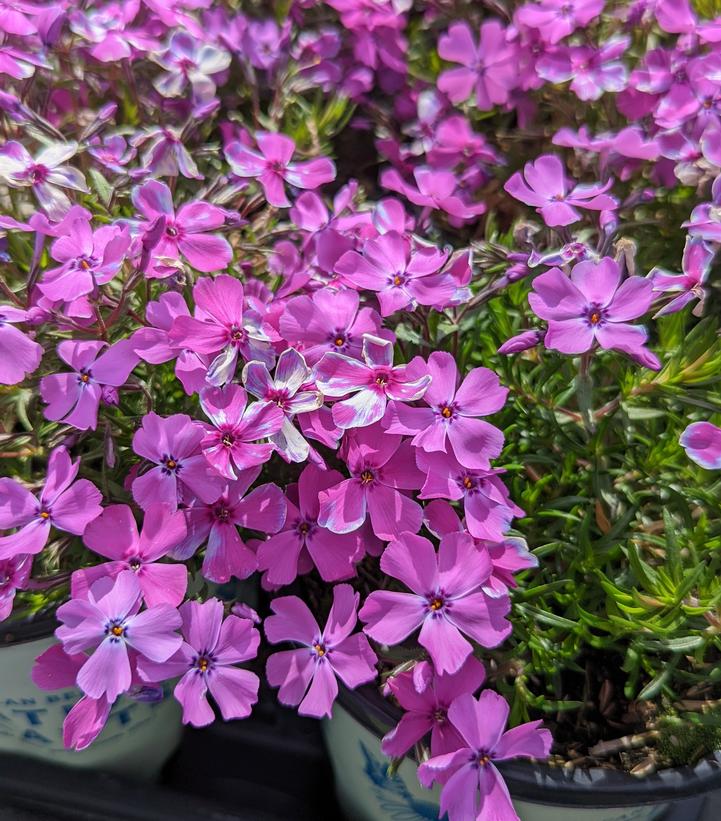 Spring Purple Creeping Phlox