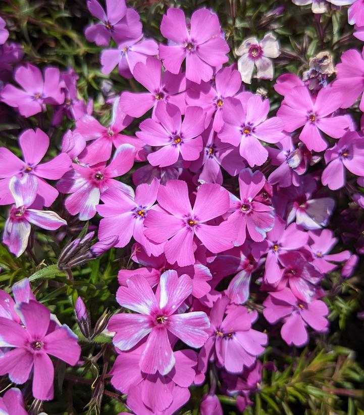 Purple flowers of Spring Dark Purple Creeping Phlox plant for sale in Lebanon PA