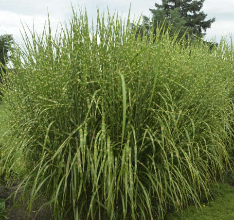 Variegated foliage of Strictus Zebra Grass plant for sale in Lebanon PA