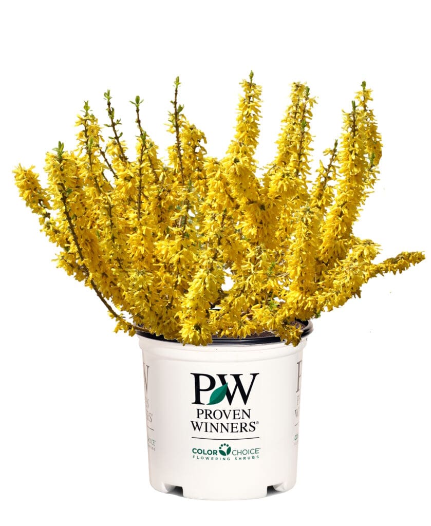 Forsythia Spring flowering shrubs