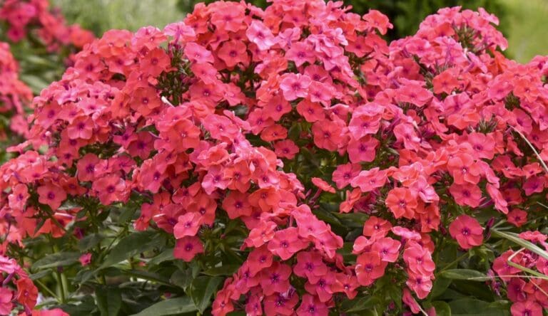 Tall Phlox Sunset Coral