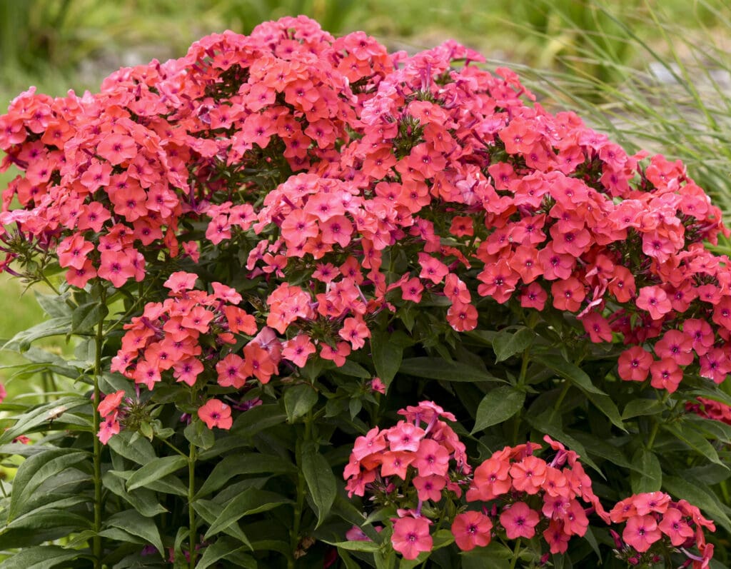 Coral flowers of Sunset Coral Tall Phlox plant for sale in Lebanon PA