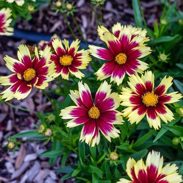 Creamy flowers of Superstar Coreopsis plant for sale in Lebanon PA
