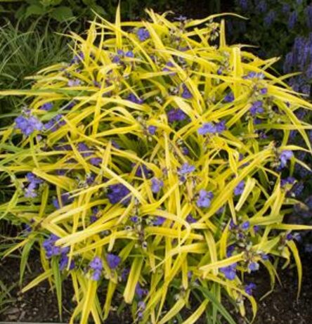 Blue flowers of Tradescantia Sweet Kate plant for sale in Lebanon PA
