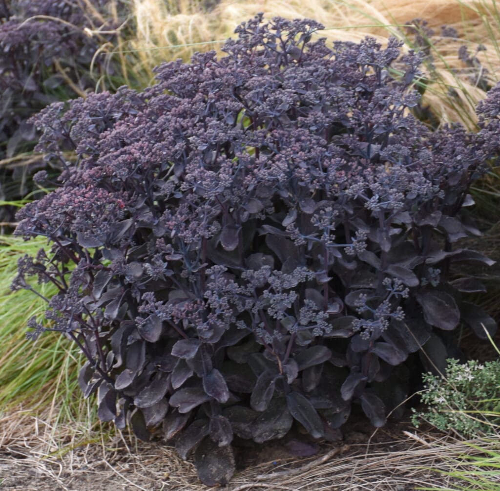 Black foliage of Sedum Back in Black plant for sale in Lebanon PA
