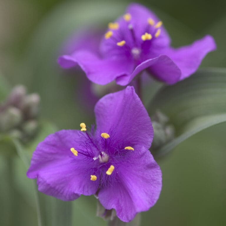 Tradescantia Concord Grape