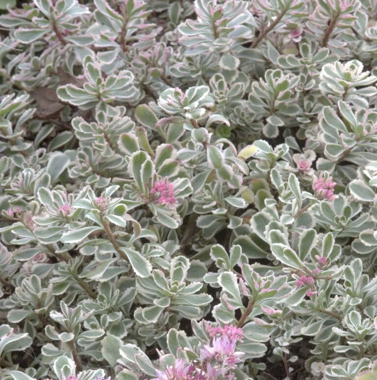 Tricolor Sedum