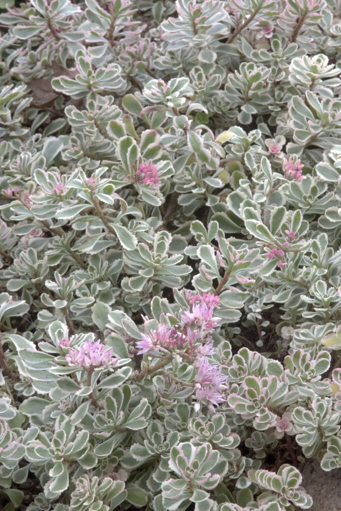 Variegated foliage of Tricolor Sedum plant for sale in Lebanon PA