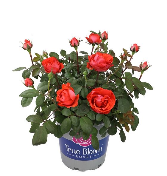 True Bloom Roses for sale