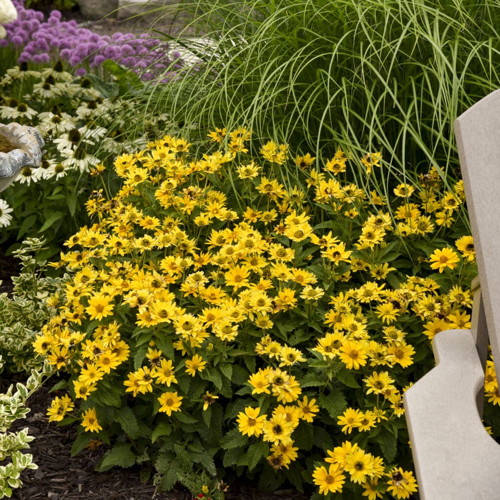 Golden flowers of Tuscan Gold Heliopsis plant for sale in Lebanon PA