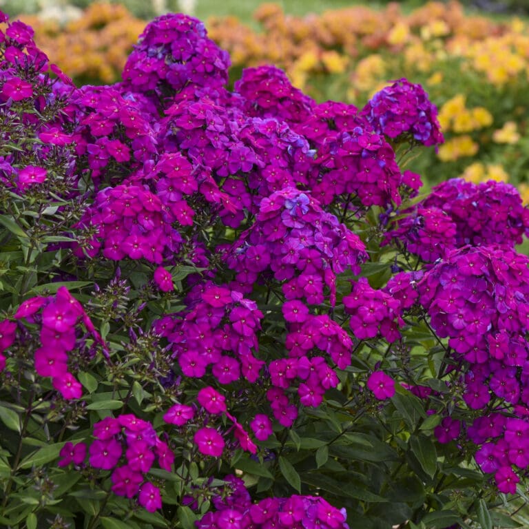 Tall Phlox Ultraviolet