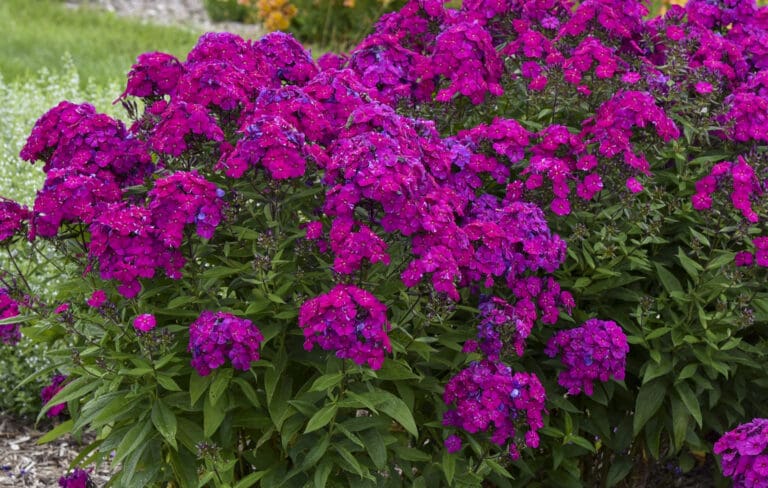 Tall Phlox Ultraviolet