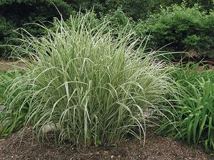 Variegated Japanese Silver Grass plant for sale in Lebanon PA