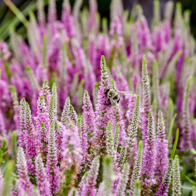 Veronica 'Pink Potion' PP29681 CPBR5821 0000 high res
