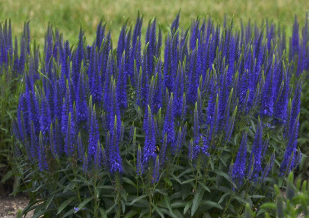 Blue flowers of Wizard of Ahhz Veronica plant for sale in Lebanon PA