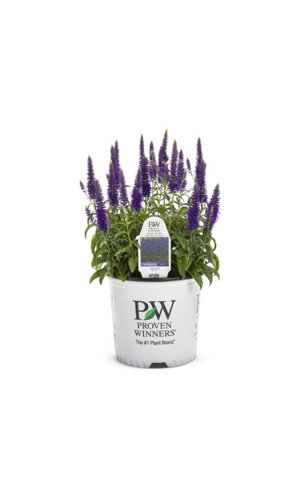 Veronica Wizard of Ahhz Perennial for Sun