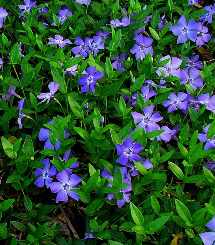 Blue flowers of Vinca Myrtle Ground Cover plant for sale in Lebanon PA