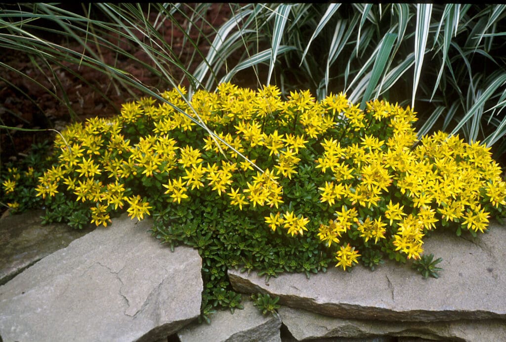 Gold Sedum Groundcover Plants for sale