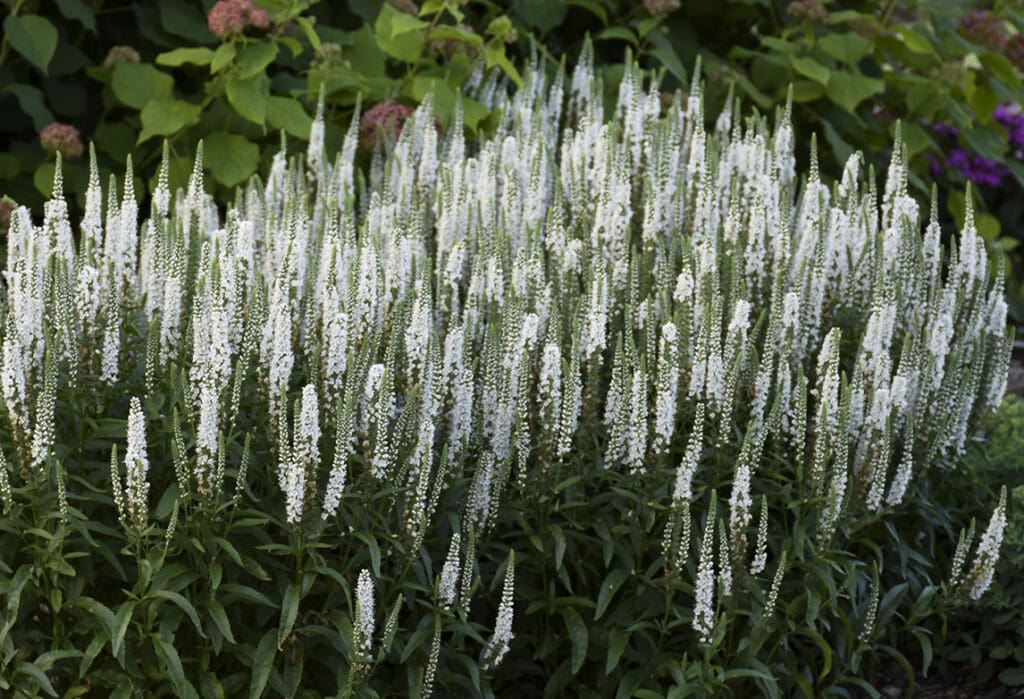 White flowers of White Wands Veronica plant for sale in Lebanon PA