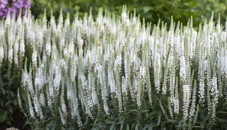 White Wands Veronica