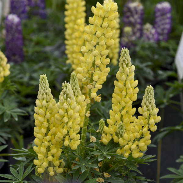 Lupine Mini Gallery Yellow