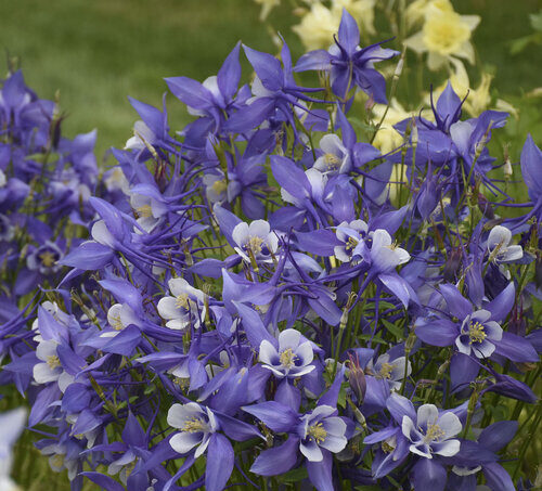 Blue flowers of Columbine Kirigami Blue and White plant for sale in Lebanon PA