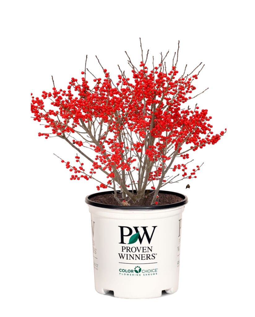 Shrubs for Winter color for sale