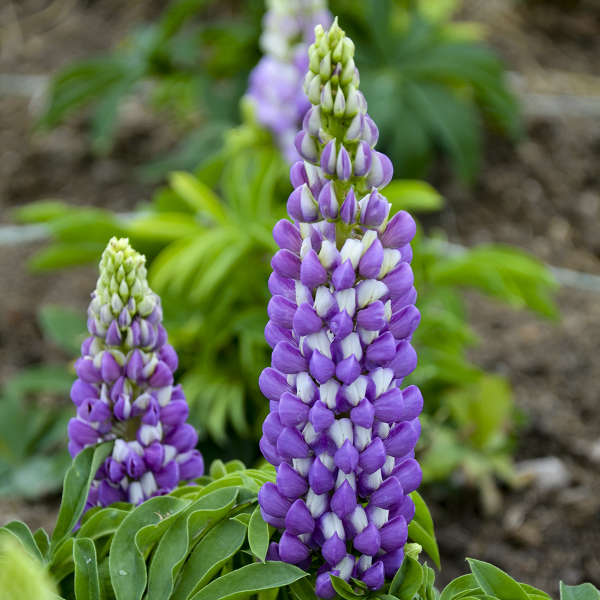 Lupine Mini Gallery Blue Bicolor