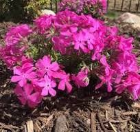 Drummonds Pink Creeping Phlox
