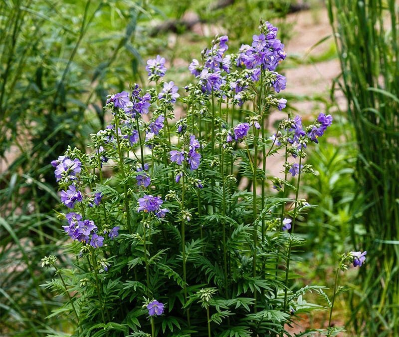 Flowers of Stairway to Heaven Jacob's Ladder plant for sale in Lebanon PA