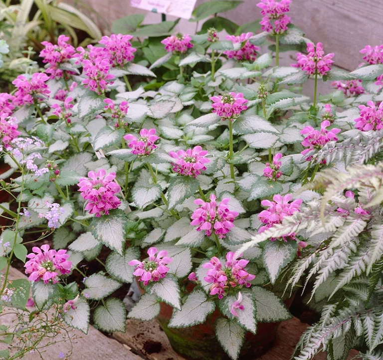 lamium purple dragon