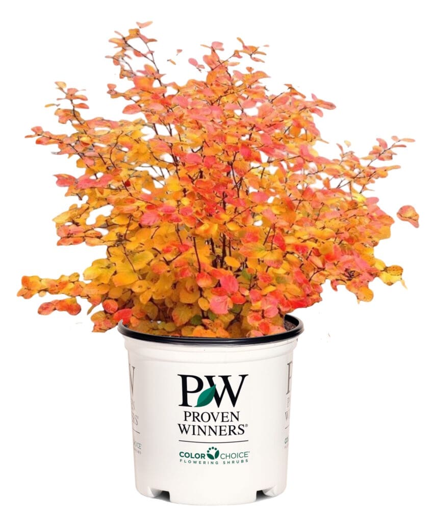 Fall foliage of shrubs for sale