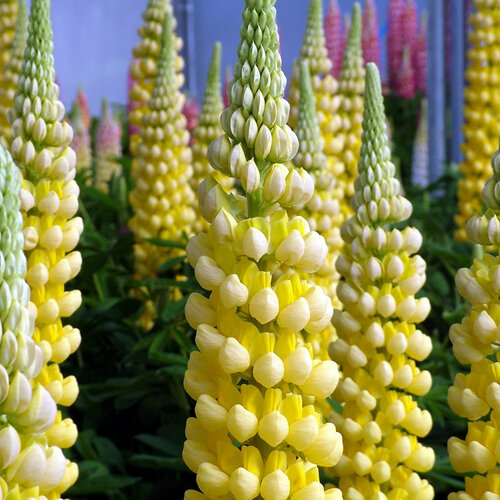 Yellow flowers of Lupine Mini Gallery Yellow plant for sale in Lebanon PA