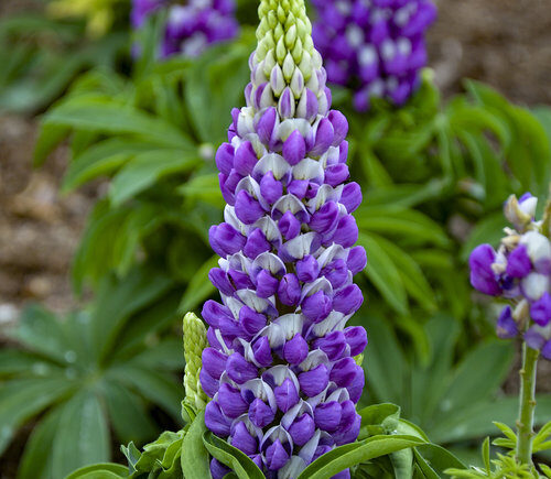 Blue flowers of Lupine Mini Gallery Blue plant for sale in Lebanon PA