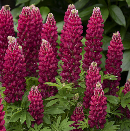 Red flowers of Lupine Mini Gallery Red plant for sale in Lebanon PA