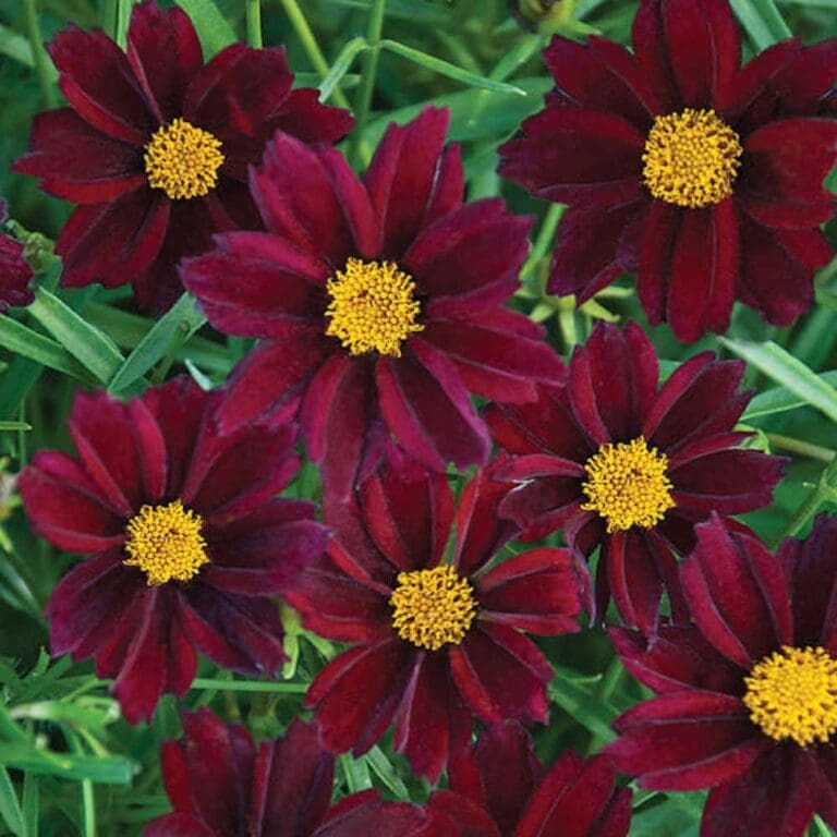 mercury Rising Coreopsis