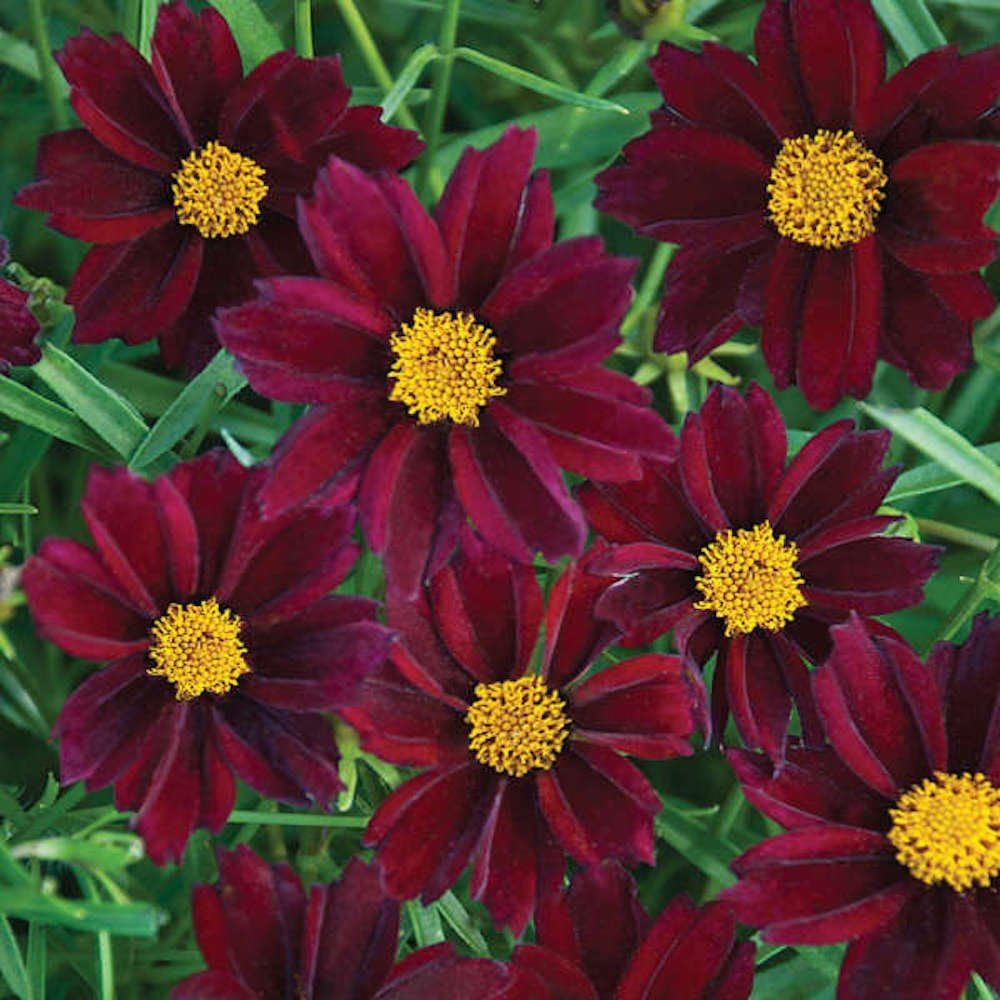 Burgundy flowers of Mercury Rising Coreopsis plant for sale in Lebanon PA