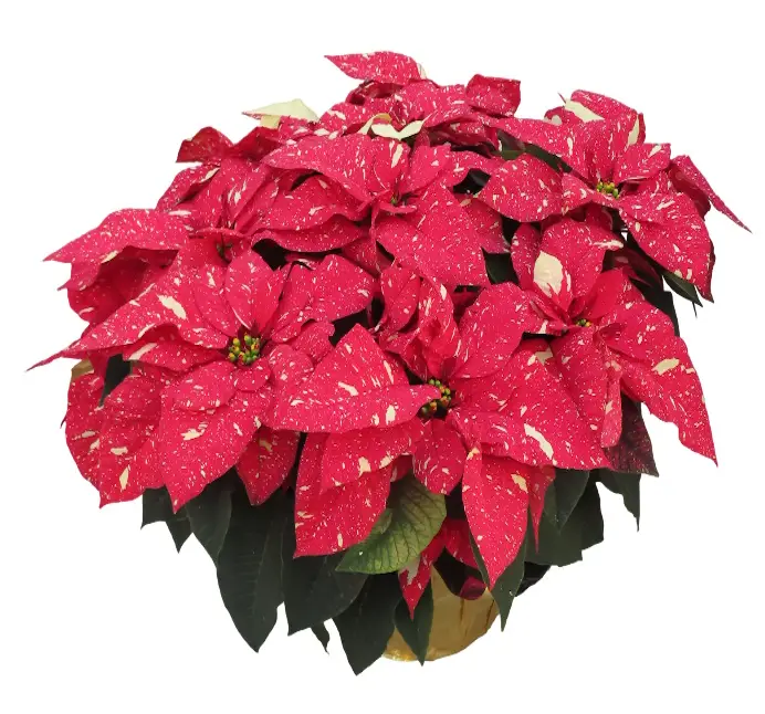 10'' Glitter Poinsettia