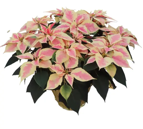 10'' Poinsettia Marble