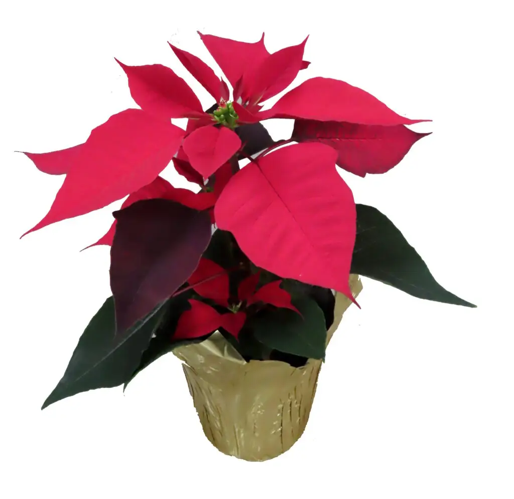 4" single red poinsettias in gold foil