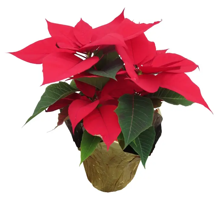 4" Red poinsettia